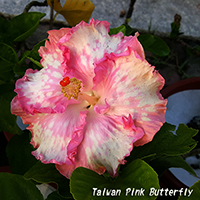 Taiwan Pink Butterfly